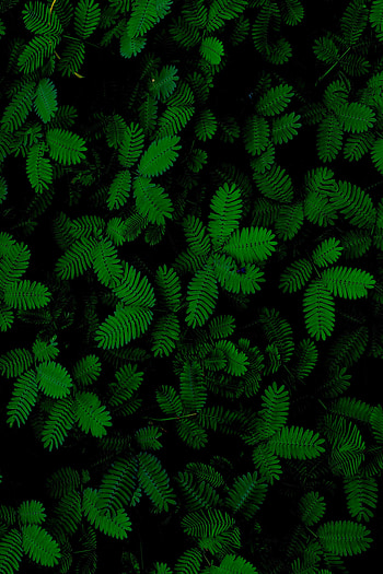 Plants, Nature, Carved, Foliage HD phone wallpaper