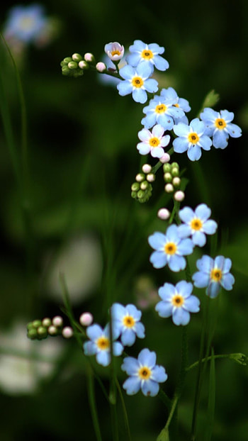 Flower, Myosotis HD phone wallpaper