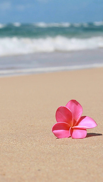 Beach, Plumeria HD phone wallpaper