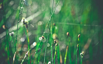 Grass, Drops, Macro, Glare, Shine, Brilliance, Morning HD wallpaper