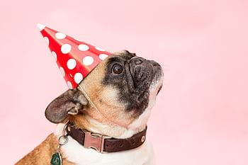 Adorable French Bulldog wearing a party hat against a pink background. HD wallpaper
