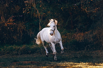 Dynamic shot of a white horse galloping through a grassy field, capturing energy and elegance. HD wallpaper