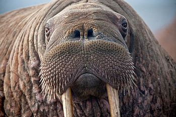 Close-up, Walrus HD wallpaper