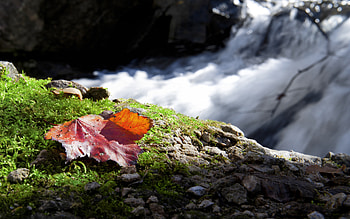 The Beauty of Fall, river, fall, leaf, nature, water, beauty HD wallpaper