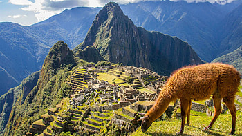Llama, Machu Picchu HD wallpaper