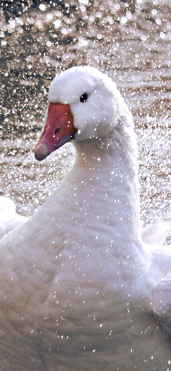 White Goose, Duck bird, X HD phone wallpaper