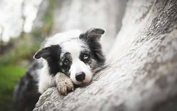 Waiting, animal, dog, white, black, border collie, paw, caine HD wallpaper