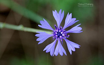 Summer, softness, graphy, garden, , grass, spring, abstract, close-up, nature, flowers, macro HD wallpaper