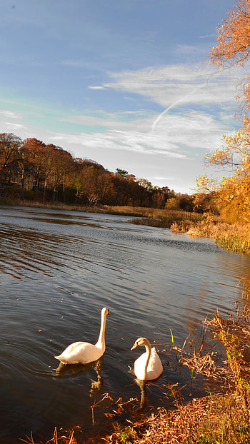 Tree, Animal, Swan, Fall, Lake, Birds HD phone wallpaper