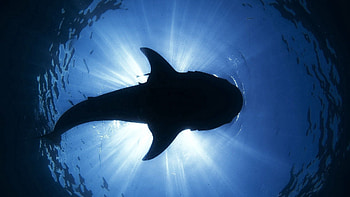 Animals, Water, Silhouette, To Swim, Swim, Dolphin HD wallpaper
