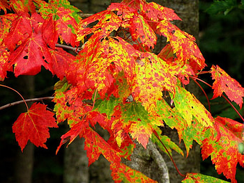 Autumn Leaves, leaves, limbs, red, yellow HD wallpaper