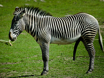 Animals, Grass, Zebra, Striped, To Stand, Stand HD wallpaper
