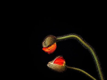 Love-Expressing-graphy, beautiful, flowers, love-expressing, graphy HD wallpaper
