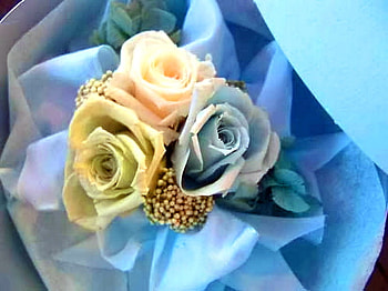 Trio, blue, pink, roses, green, flowers, three HD wallpaper