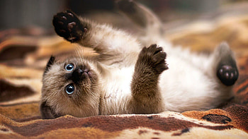 Siamese, Cats HD wallpaper