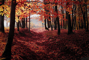 Light behind the Leaves, autumn, leaves, nature, forest HD wallpaper