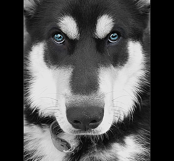 Blue eyes, blue, sexy, husky, eyes, hot, cute, handsome HD wallpaper