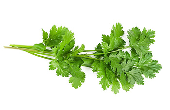 Coriander cooking, Gastronoma Vasca, Culinary school, Leioa HD wallpaper