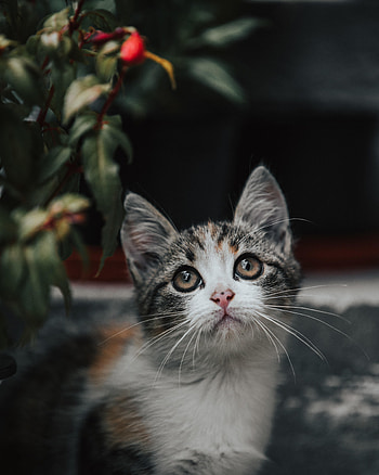 Animals, Cat, Kitty, Kitten, Sight, Opinion, Nice, Sweetheart HD phone wallpaper