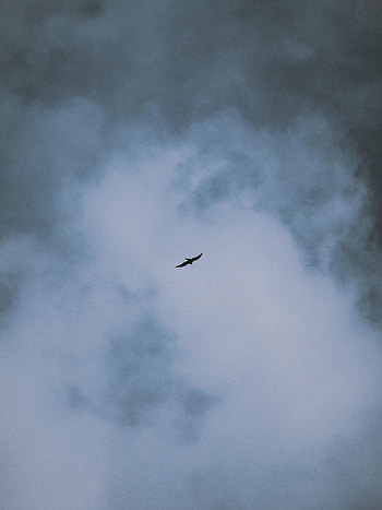 Nature, Clouds, Bird, Flight, Wings HD phone wallpaper
