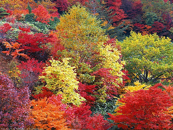 Landscape, Trees, Autumn HD wallpaper