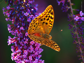 Butterflies, Insects HD wallpaper
