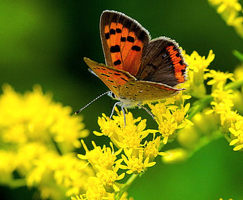 Sunny blooms, branch, sunny, orange and black, butterfly, yellow, flowers HD wallpaper