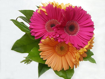 Magnificent delight, sunshine, bouquet, delight, magnificent, orange, pink, green, nature, flowers, forever, together HD wallpaper