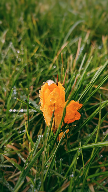 Grass, Drops, Flower, Macro, Blur, Smooth, Roma HD phone wallpaper