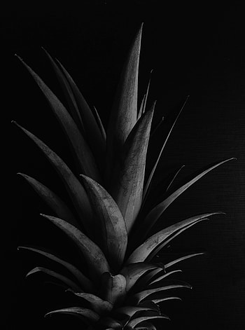 Leaves, Dark, Bw, Chb, Pineapple HD phone wallpaper