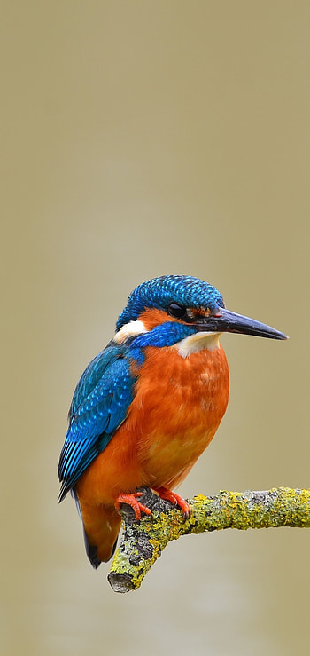 High-definition , Android and , , Beautiful bird HD phone wallpaper