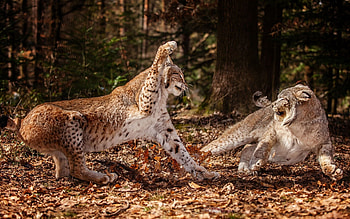 Animals, Leaves, Leopards, Forest, Aggression, Fight HD wallpaper