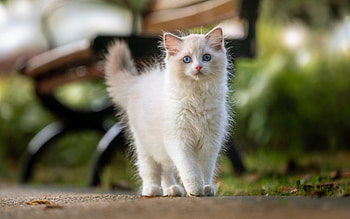 Kitten, animal, cat, white HD wallpaper