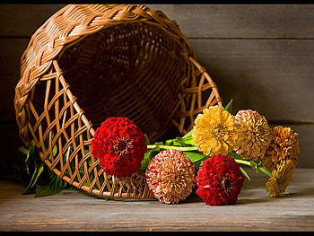 Still life, beautiful, nice, basket, pretty, yellow, red, flowers, lovely, harmony HD wallpaper