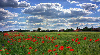 Nature, Sky, Poppies, Clouds, Field, Brandenburg HD wallpaper