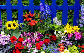 Summer flowers, Vibrant , Garden bliss, Breathtaking beauty HD wallpaper