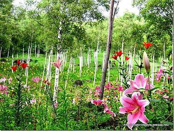 lily garden, birch, garden, nature, flowers, lily HD wallpaper
