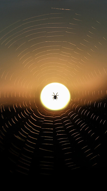 Sunset, Sun, Web, Macro, Dark, Spider HD phone wallpaper