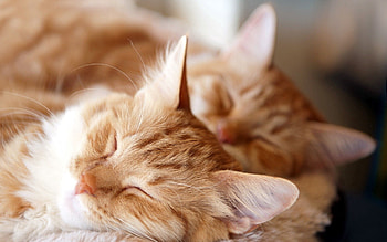 Animals, Cats, Fluffy, Couple, Pair, Sleep, Dream HD wallpaper