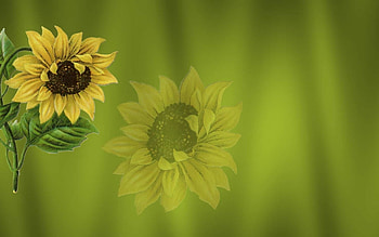 Flowers, Sunflowers HD wallpaper