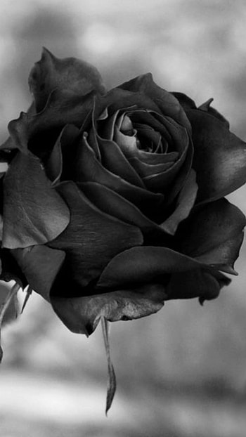 Black Rose, Aorable, Black Rose Rose, adorable HD phone wallpaper