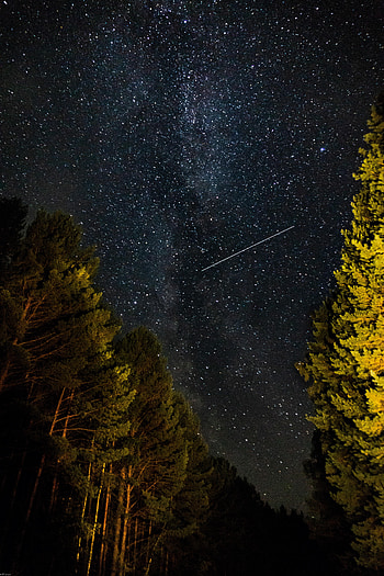 Nature, Forest, Starry Sky, Starfall HD phone wallpaper