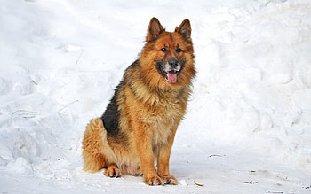 Animals, Winter, Snow, Sit, Dog HD wallpaper