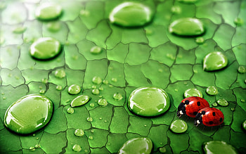 Insects, Ladybugs HD wallpaper