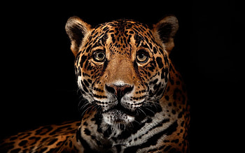 Animals, Leopards HD wallpaper