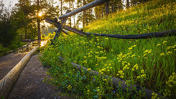 Spring Sunrise, trees, wildflowers, forest, path HD wallpaper