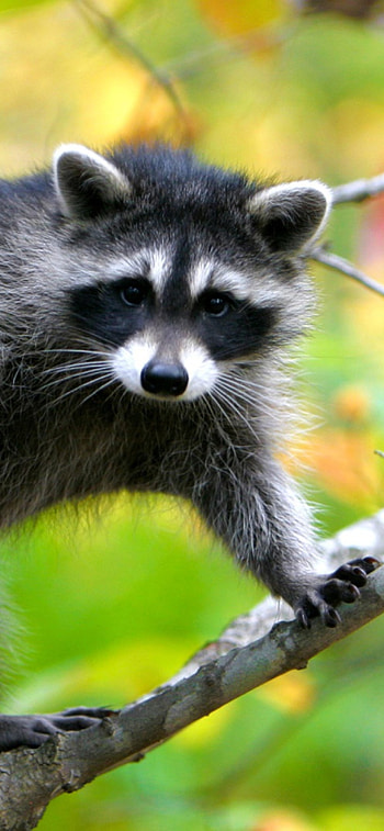 Serene raccoon, Peaceful setting, Tree-dwelling beauty, Tranquil HD phone wallpaper