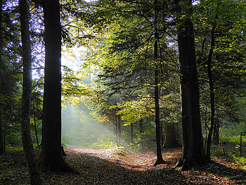 Nature, Trees, Autumn, Rays, Beams, Forest, Foliage HD wallpaper