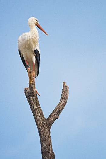 Animals, Sky, Bird, Branch, Stork HD phone wallpaper