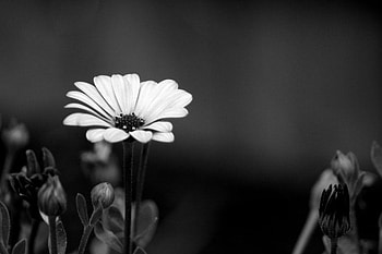 Black & White Flower, white, black, abstract HD wallpaper